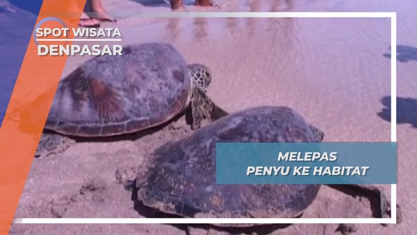 Melepas Penyu ke Habitat di Pantai Kuta Denpasar