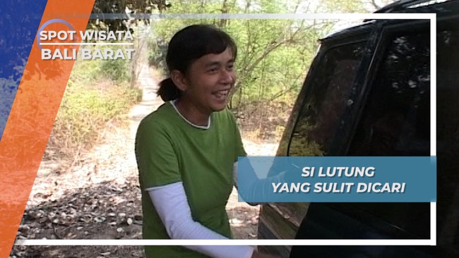 Lutung Taman Nasional Bali Barat, Si Hitam yang Sulit Dicari