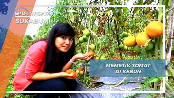 Panen Petik Tomat Apel nan Ranun dari Kebun Sukaraja Sukabumi