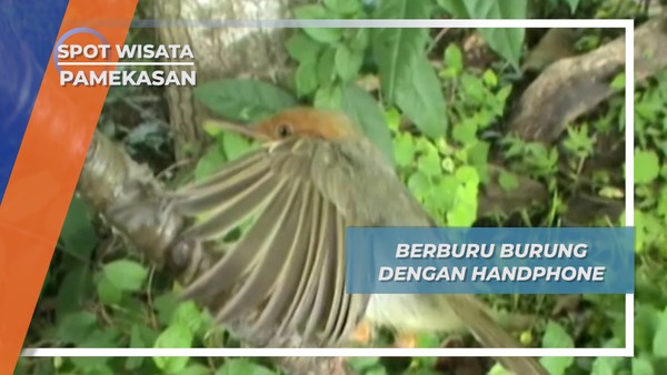 Berburu Burung dengan Umpan Handphone ala Desa Asem Manis Pamekasan