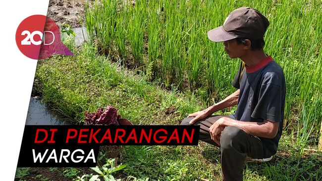  Bunga  Bangkai  Muncul saat Musim Hujan di Ciamis