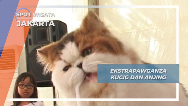 Extrapawganza, Ngopdarnya Kucing dan Anjing Lucu Jakarta