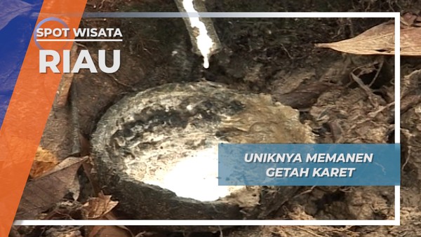 Sadap Pohon Karet, Cara Panen di Minas Riau
