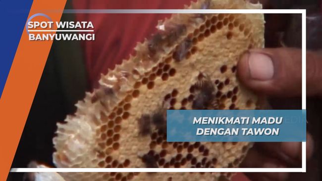 Menikmati Madu Larva Lebah  Tawon dan Sarangnya di Dusun 