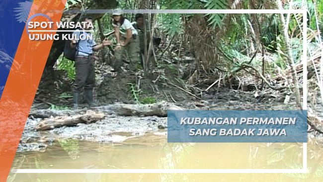 Kubangan Permanen Sang Badak Jawa, Ujung Kulon