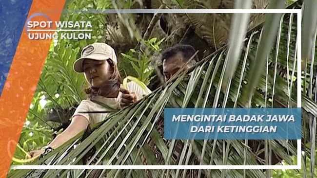 Mengintai Badak Jawa dari  Ketinggian Ujung  Kulon 