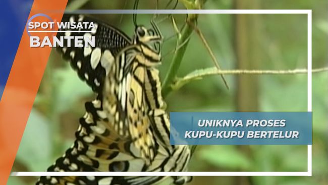 Budidaya Kupu  kupu  Banten Bertelur  di Pulau Umang