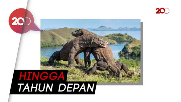 Dibangun Jurassic Park, TN Komodo Pulau Rinca Tutup Sementara