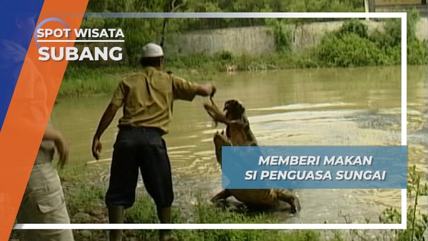 Memberi Makan si Penguasa Muara Sungai Sebesar Mobil di Blanakan Subang