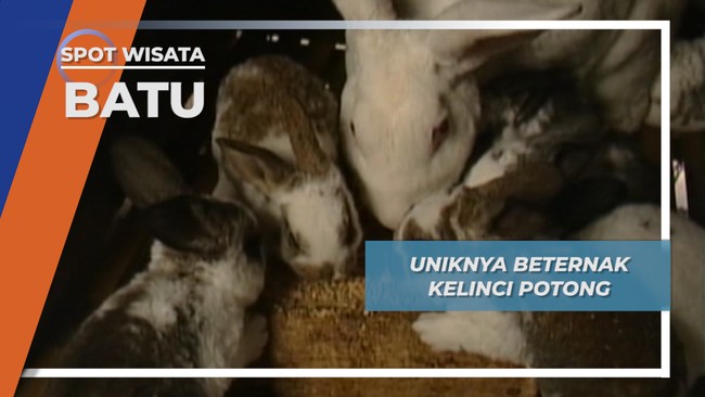 Uniknya Beternak Kelinci Potong, Batu