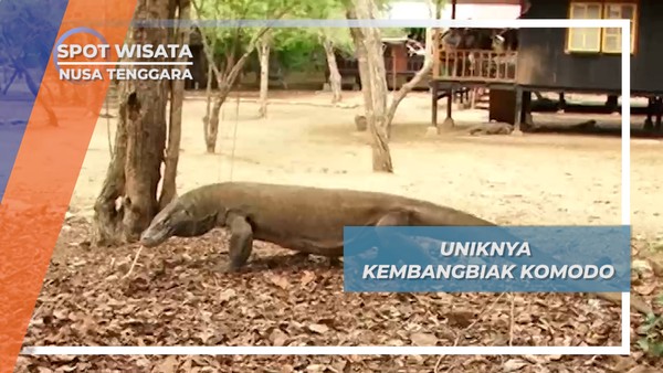 Komodo, Konservasi Persaingan Berkembangbiak Nusa Tenggara