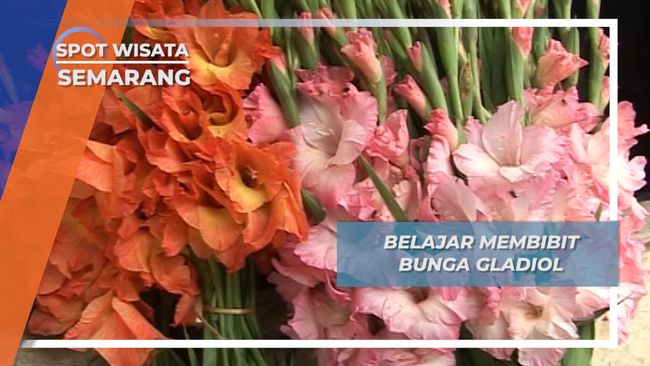 Belajar Membibit Bunga Gladiol Semarang