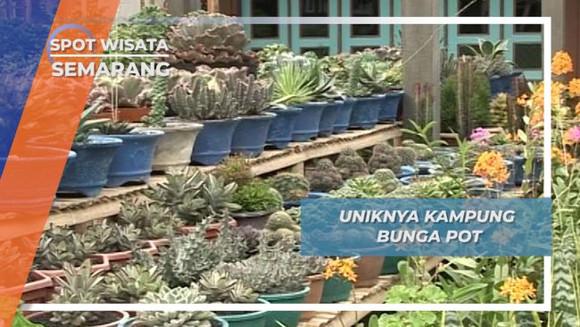 Kopeng Kampung Bunga Pot Andalan Nan Cantik Di Semarang Kopeng Kampung Bunga Pot Andalan Nan Cantik Di Semarang