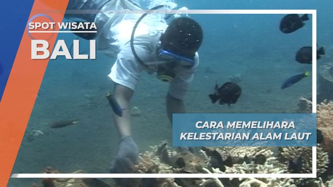 Ikan Hias Di Klaten