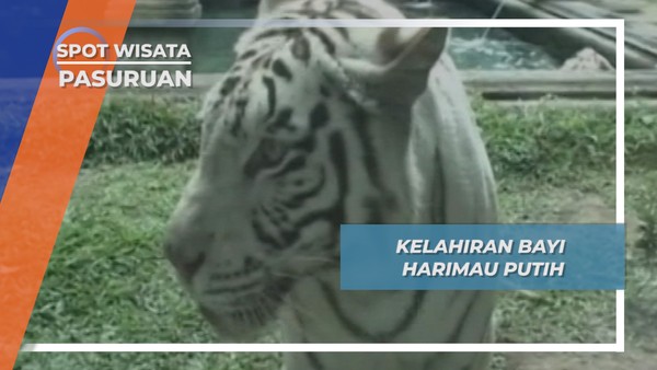 Kelahiran Bayi Harimau Putih, Pasuruan