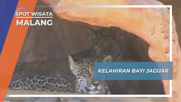 Bayi Jaguar, Keluarga Baru di Kota Batu Malang