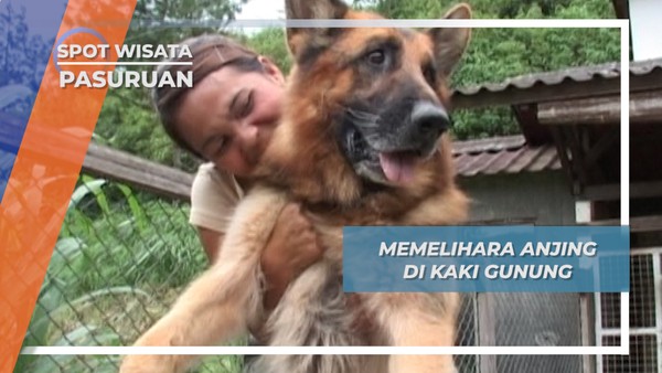 Memelihara Anjing di Kaki Gunung, Pasuruan