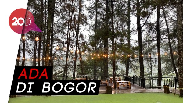  Ngopi Syahdu Ditemani Pemandangan Hutan Pinus