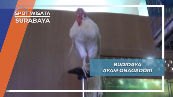 Budidaya Ayam Onagadori, Surabaya