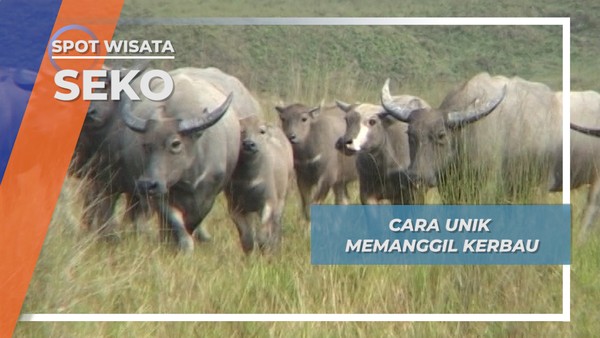Teriakan Unik Memanggil Kerbau Khas Petani Seko