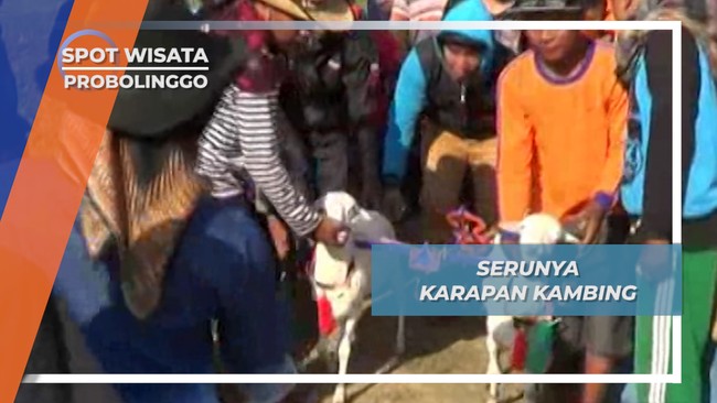 Karapan Kambing Probolinggo