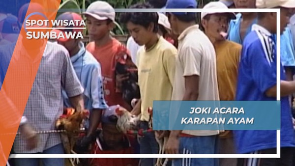 Joki Karapan Ayam Sumbawa