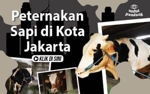 Ternak Sapi di Tengah Padatnya Permukiman Jakarta