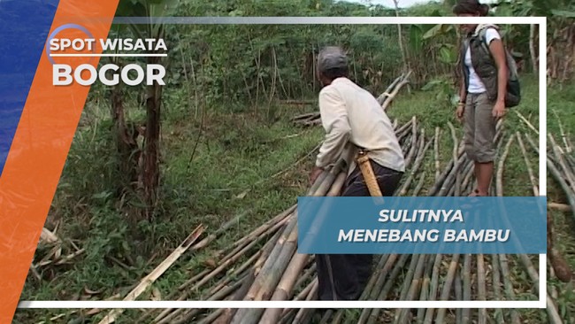 Sulitnya Menebang Bambu,  Bogor