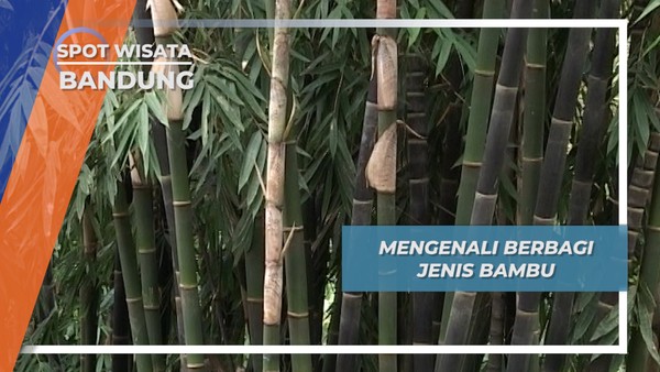 Mengenali Berbagai jenis Bambu, Bandung