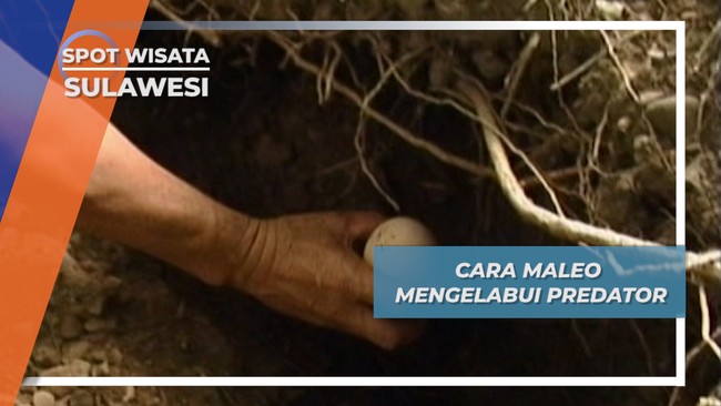 Cara Maleo Mengelabui Predator, Sulawesi