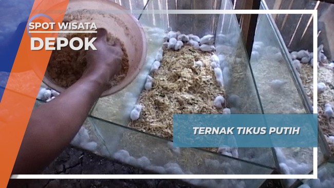 Ternak Tikus Putih, Pakan Ular yang Mudah Dibudidayakan, Depok