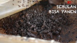 Potensi Bisnis Madu Kelulut di Antara Karet dan Sawit