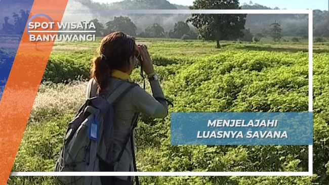 Menjelajahi Luasnya Savana Sadengan Alas Purwo Banyuwangi