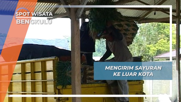 Lima Ton Sayuran Rejang Lebong Bengkulu Dikirim Ke Palembang Dengan Truk 