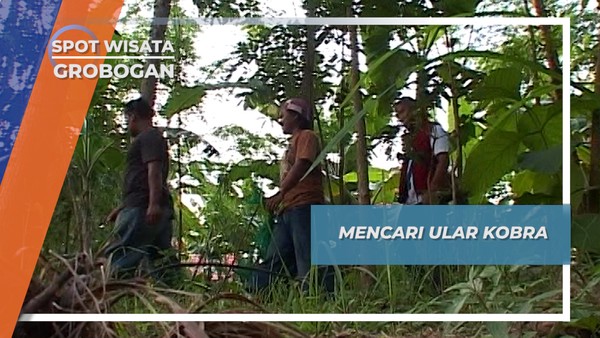 Berburu Ular Kobra Desa Lemah Putih Brati Grobogan Jawa Tengah