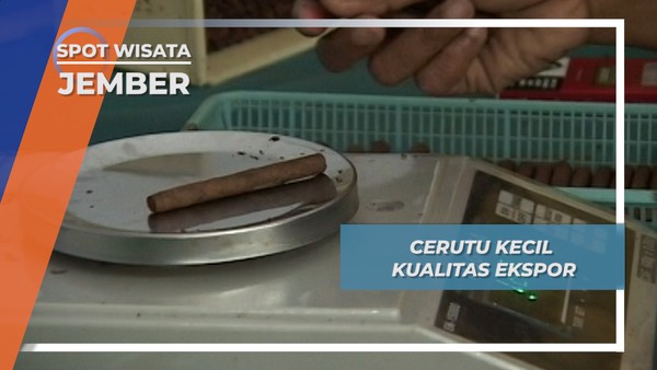 Cerutu Ekspor, Aroma Wangi Jember Jawa Timur