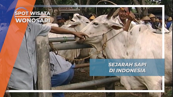 Sejarah Lembu Jawa, Kerabat Banteng Afrika Yang Mendarat Di Pesisir Kebumen  