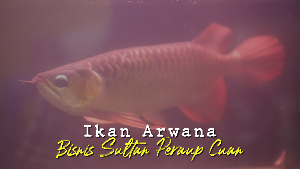 Bisnis ikan Arwana, Ikan Sultan Penghasil Cuan