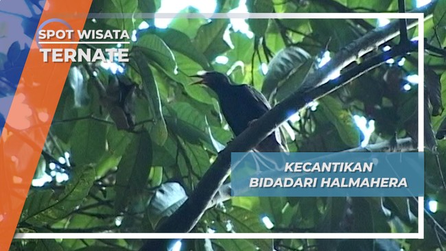 Bidadari Halmahera, Wekaweka Penghuni Pelosok Hutan Ternate