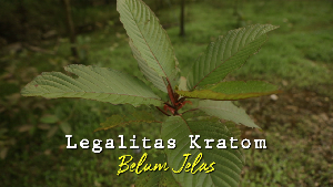 Pro-Kontra Daun Kratom, Komoditas Petani Kapuas Hulu yang Tuai Kontroversi