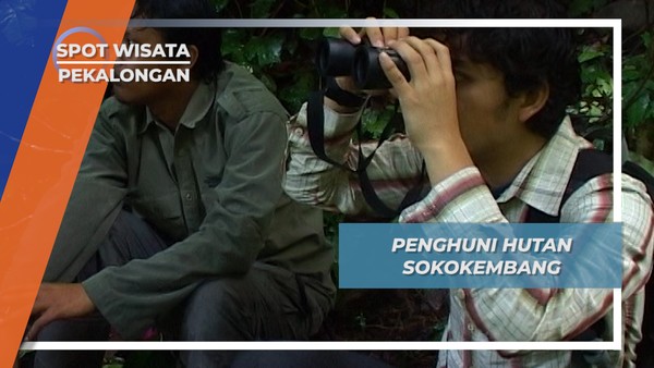 Lutung Jawa dan Primata, Penghuni Hutan Sekokembang Pekalongan