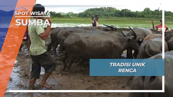 Renca, Tradisi Menyambut Masa Tanam Padi Masyarakat Sumba