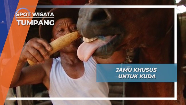 Jamu Pak Mo, Ramuan Kebugaran Kuda Tumpang Malang 