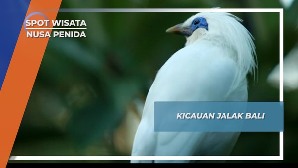 Suara Nyaring dari Kicau Jalak Bali, Nusa Penida