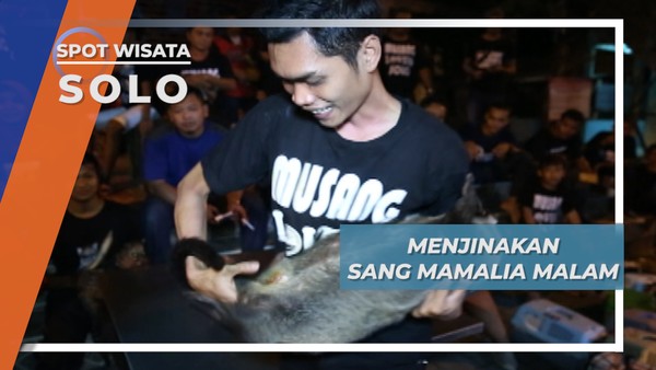 Sang Mamalia Malam Yang Harus Dipelihara Sejak Kecil Agar Jinak di Kota Solo