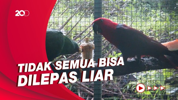 Melihat Proses Rehabilitasi Satwa hingga Dilepas ke Alam Bebas