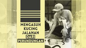 Bimbim CLOW Sosok Penolong Ratusan Kucing Jalanan Terlantar