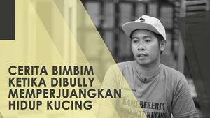 Perjuangan Bimbim Dibully Memperjuangkan Hak Hidup Kucing Jalanan