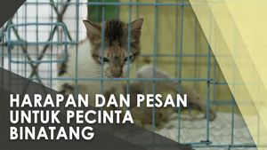 Perjuangan Bimbim Merawat & Mencari Adopter Kucing Jalanan