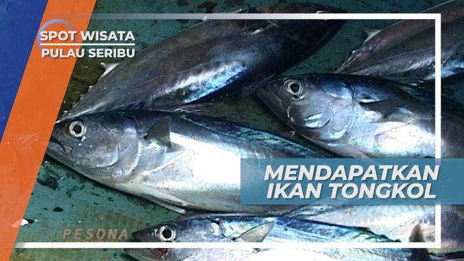 Panen Tongkol Di Atas Perahu Kecil Dengan Terpaan ...
